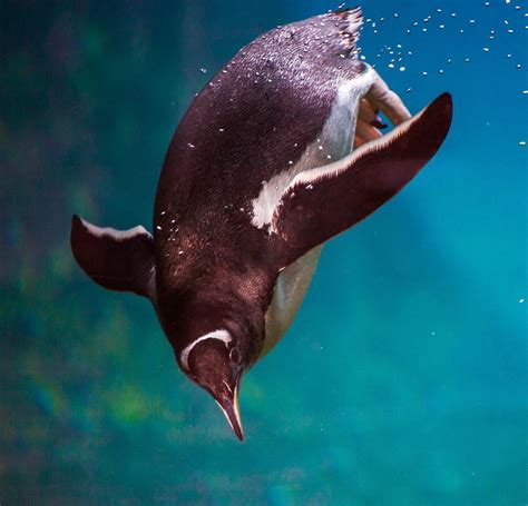 Adaptation Of Penguins