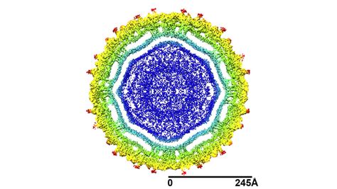 Researchers discover structure of Zika virus