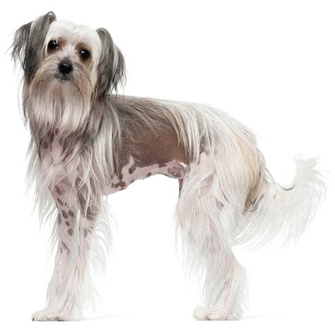 Chinese Crested Dog Breed Information | Purina UK