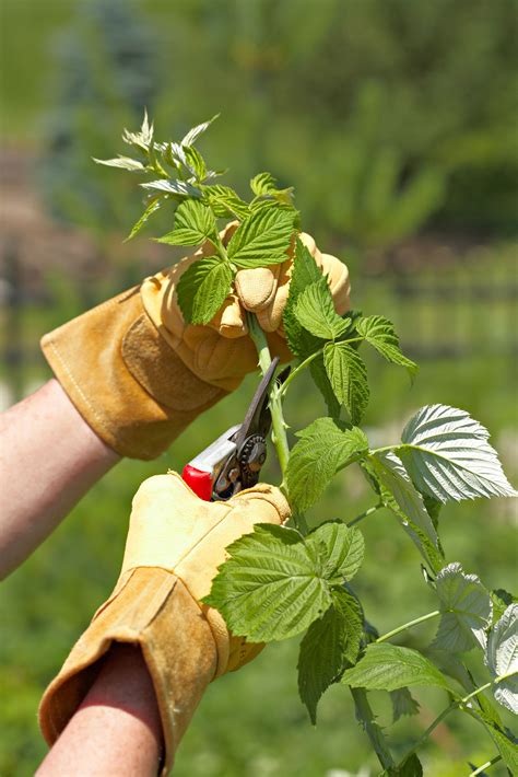 Image result for Raspberry Pruning Basics