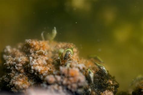 Utah’s 2025 Wildlife Plan Embraces Saline Lake Ecosystems | Audubon