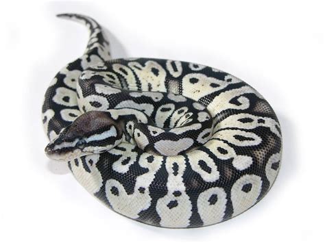 Image result for Axanthic Pastel Ball Python