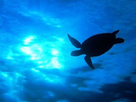 Yakushima Diving School Tatsunoko (Yakushima-cho) - All You Need to ...