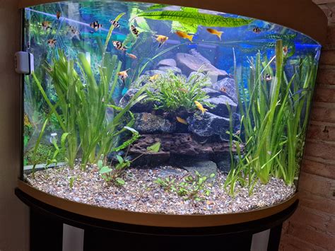 Corner Aquarium Design Ideas Custom Aquariums San Diego Reliant