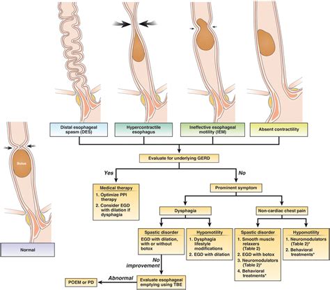 Proximal Vs Distal Esophagus