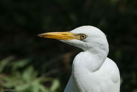 White Egret Bird