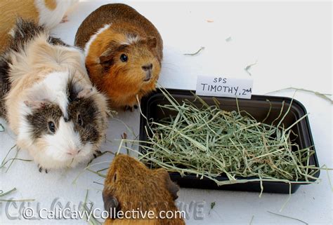Cali Cavy Collective: a blog about all things guinea pig: Small Pet ...