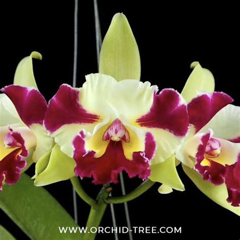 Buy Cattleya Penny Helen BS Orchid Online | Orchid-Tree