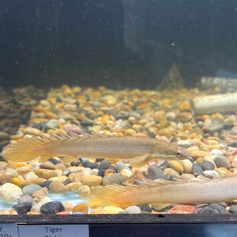 Senegal Bichir (Polypterus senegalus) – Tropical Aquarium