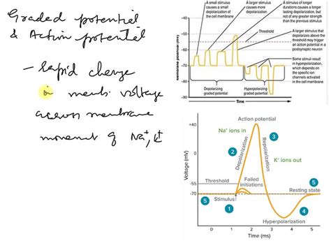 Action Potential Graph 的图像结果