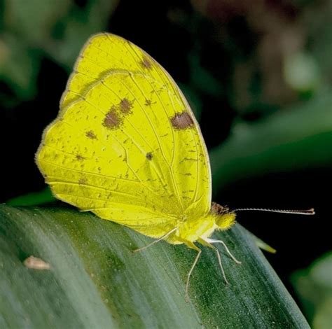 Ixias pyrene sesia | Butterfly