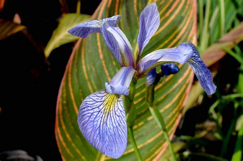 Blue Flag Iris Water
