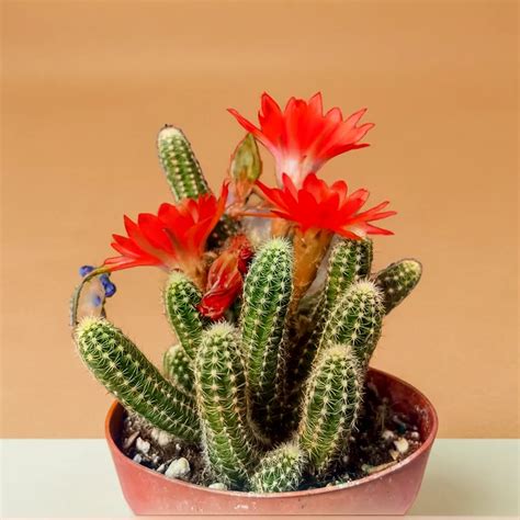 Shop Echinopsis Chamaecereus - Peanut Cactus Online In India – Plant Orbit