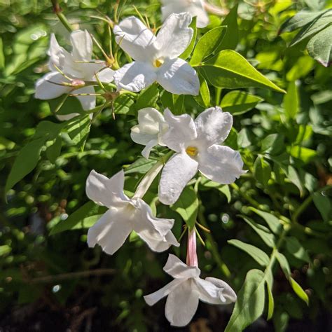 Potted Hardy Jasmine Plant For Sale | Jasmine Officinale (Fragrant ...