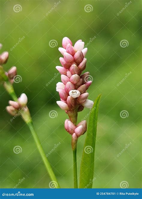 Polygonum persicaria stock image. Image of lithuania - 254784701
