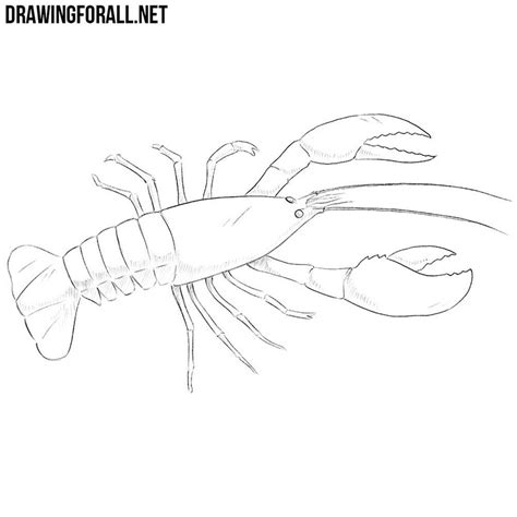 Crawfish Drawing