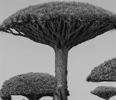 HALLA SOCOTRA (2025) All You Need to Know BEFORE You Go (with Photos ...