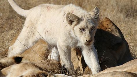 White Lions Cubs