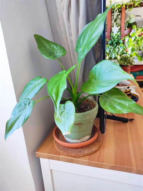 Does anyone know what this plant is? : r/plants