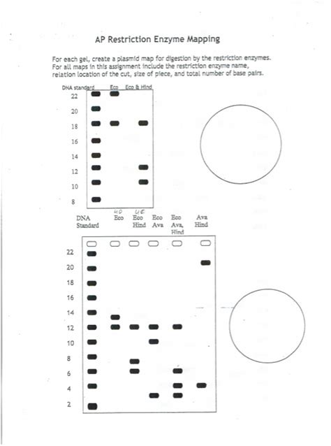 Image result for Restriction Enzyme Mapping