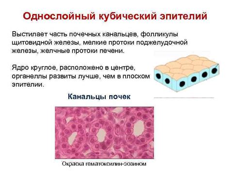Лекция 7 Морфология эпителиальной ткани Эпителиальные ткани