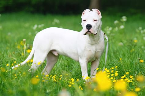 Dogo Argentino Price: Big Numbers For A Big Dog