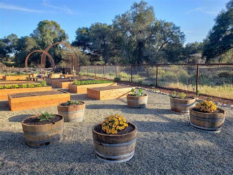 Gardening in Wine Barrel Planters: The Ultimate Guide ~ Homestead and Chill