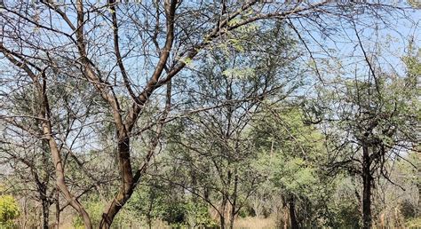 TILPATH VALLEY BIODIVERSITY PARK - All You Need to Know BEFORE You Go ...