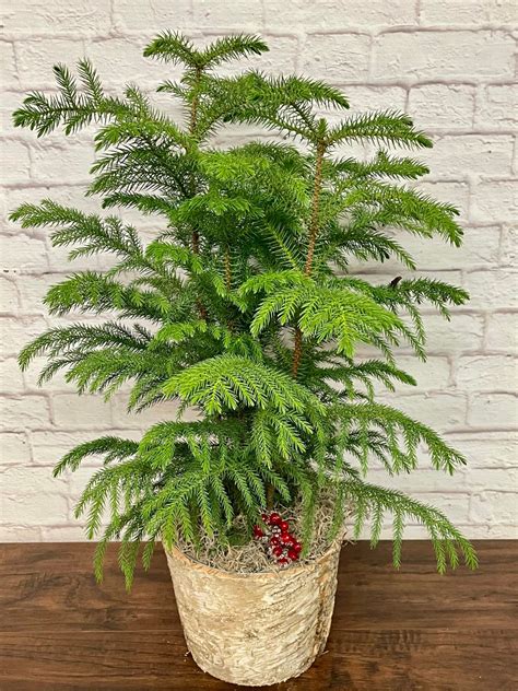 Norfolk Island Pine Care: Indoor and Outdoor Growing Tips - GetRather.com