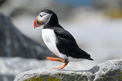 Machias Seal Island, Maine | The East Hampton Star