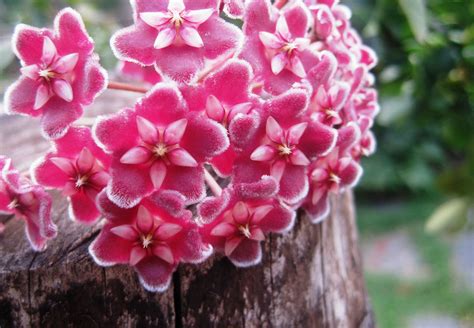 Free Images : blossom, flower, petal, botany, pink, flora, flowers ...