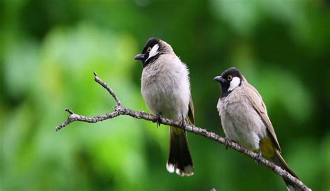 Rare Birds In Kolkata | WhatsHot Kolkata