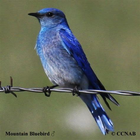 Mountain Bluebird (Sialia currucoides) - MOBL
