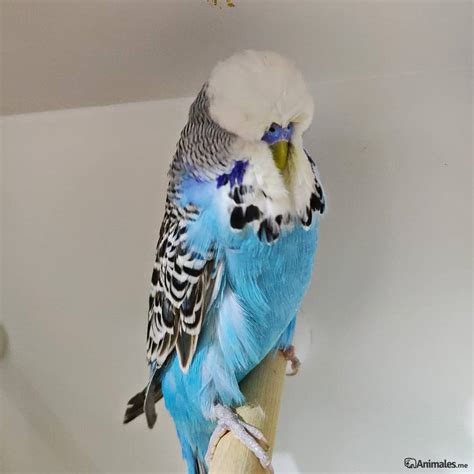 Periquito inglés - Animales.me