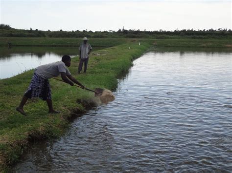 Fish Farming Methods 的图像结果