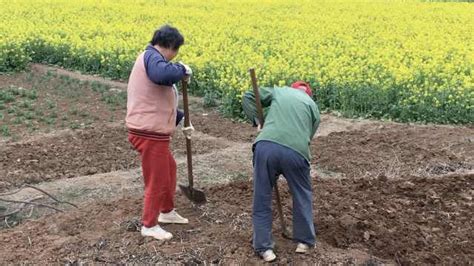 在教学楼顶锄草种菜是什么体验？ 深圳技术大学附属中学高一学子迎来第一节劳动课_深圳新闻网