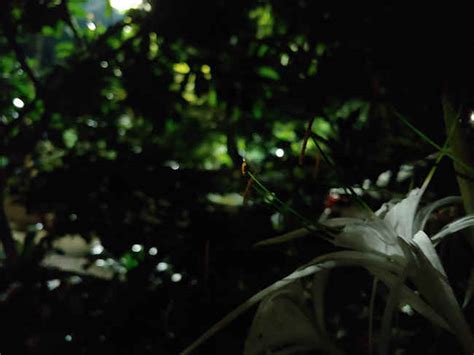 Explained: Pixel binning in smartphone camera sensors | Digit