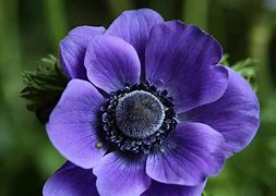 anemones 的图像结果