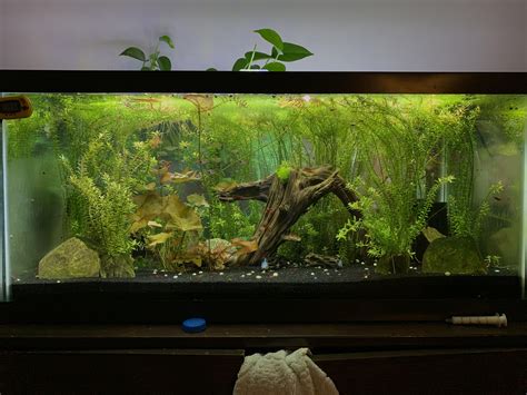 My 40 gallon! : Aquariums