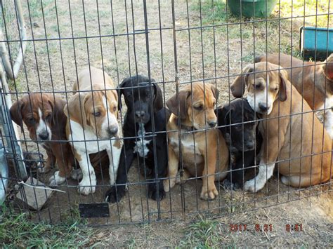 English Coonhound Puppies For Sale | Hocking County, OH #208374