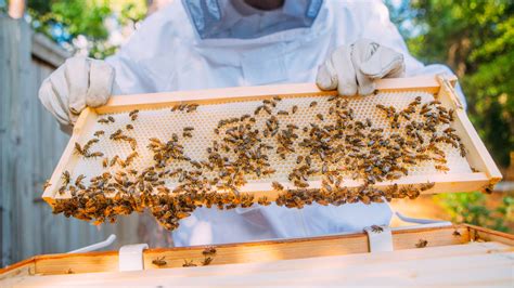 Image result for Spring Beekeeping
