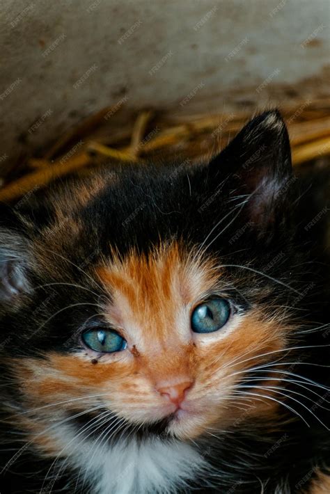 Cute Calico Kittens