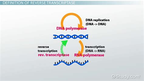 Image result for Reverse transcriptase function