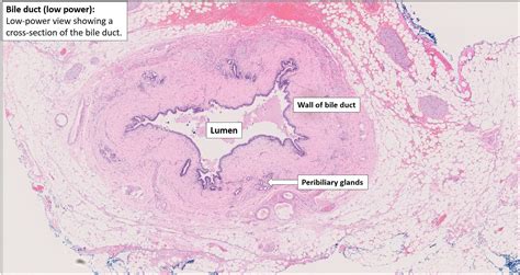Common Bile Duct Histology