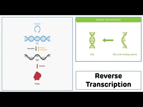 Image result for Animation PCR Reverse Transcriptase