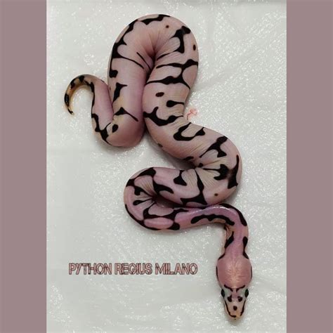 Scaleless Ball Python 的图像结果