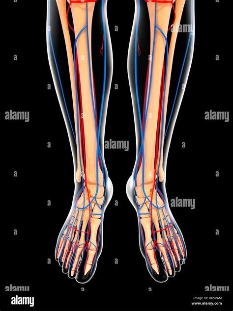 Parts Of Legs In Human Body at Samantha Tennant blog