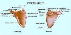 gabbia toracica sporgente anatomia della spalla e cuffia dei rotatori ossa gabbia toracica sporgente anatomia della spalla e cuffia dei rotatori ossa