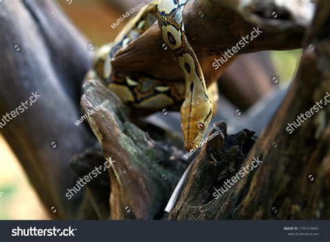 Reticulated Python 的图像结果