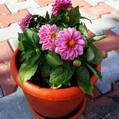 Buy Dahlia Plants online from Nurserylive at lowest price.